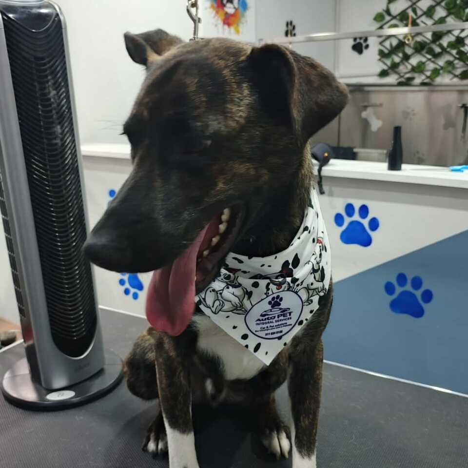 Maximus
