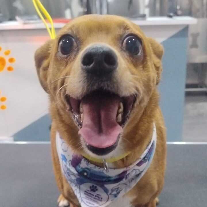 Toby